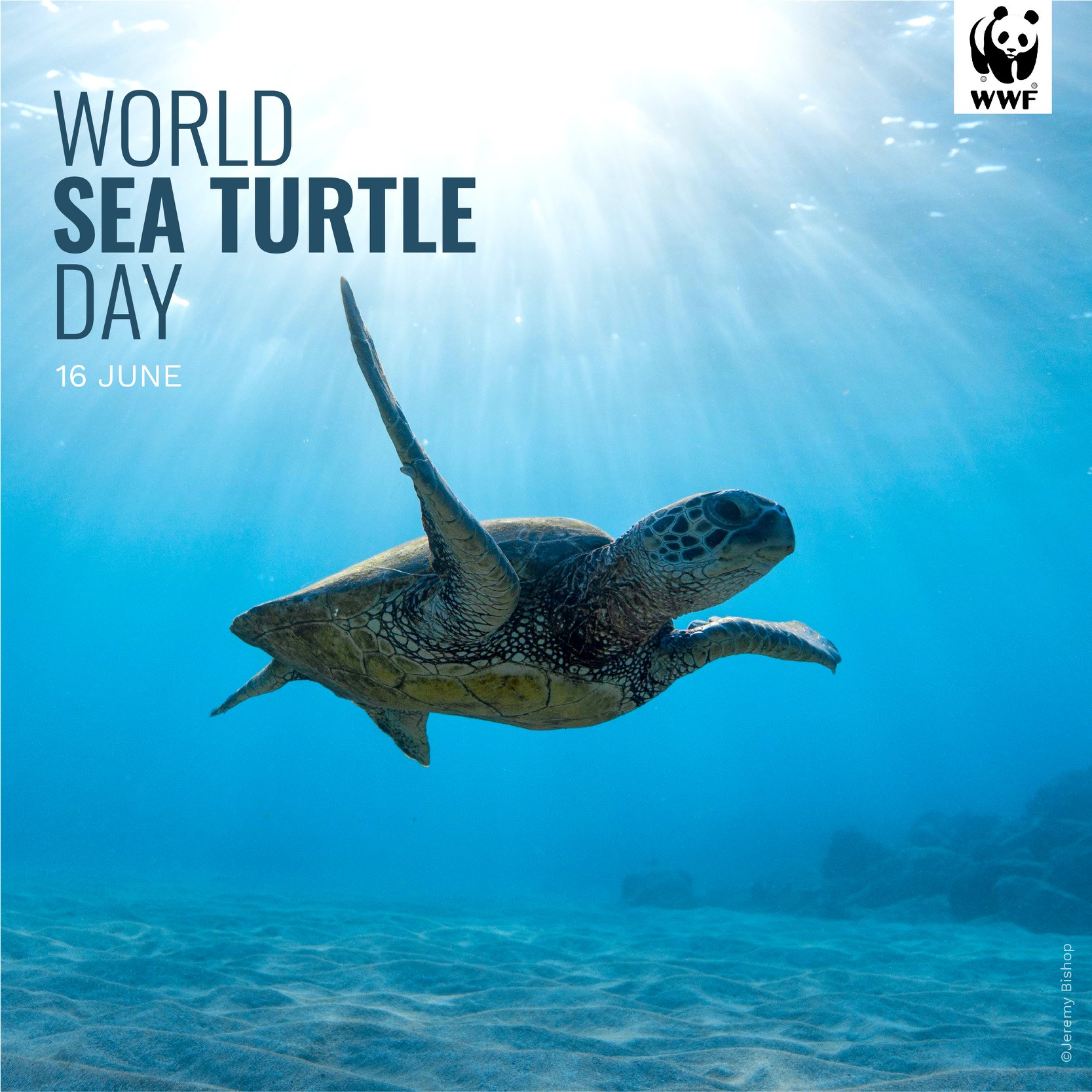 world sea turtle day