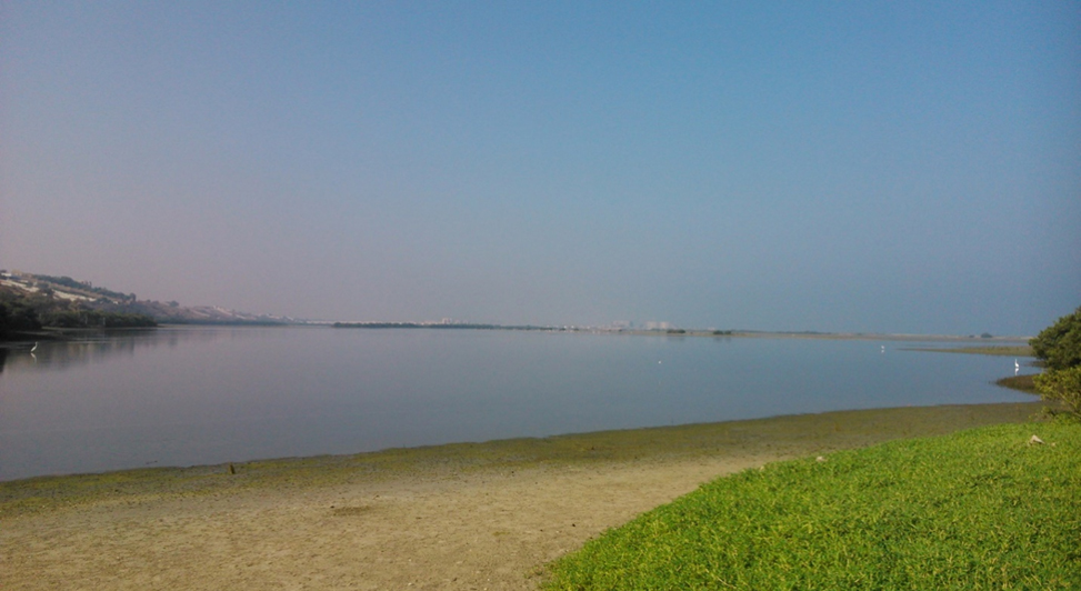 Read more about the article “بيئة رأس الخيمة” تتوسع في زراعة أشجار القرم في الأراضي الرطبة