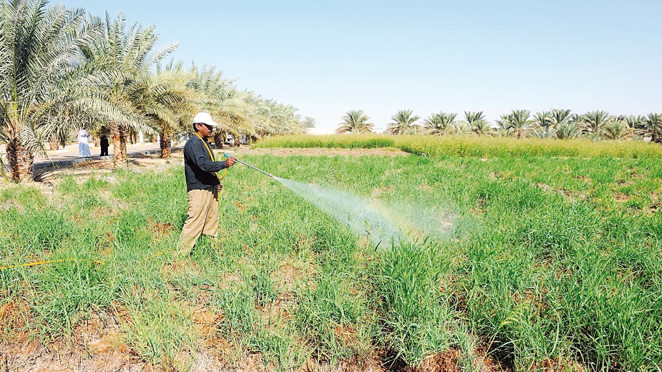 Director of the EPDA to Al-Ittihad: It is forbidden to spray pesticides on farms until mid-November