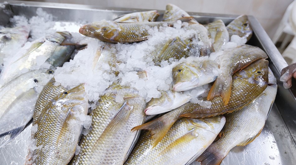 Read more about the article جهود حثيثة لـ ” بيئة رأس الخيمة ” لحماية الثروة السمكية وتنميتها و تطوير خدماتها