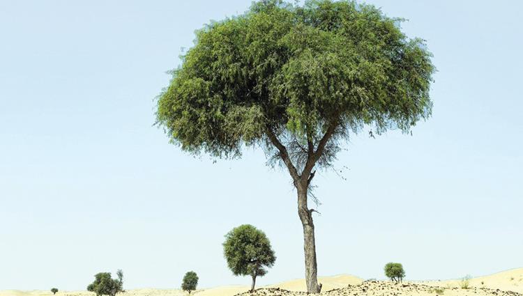 Read more about the article أول دراسة إماراتية موثقة.. 5 معادن في أوراق «الغاف»