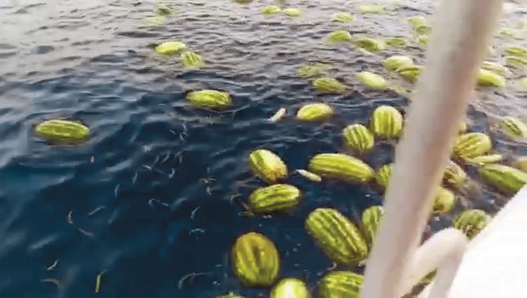 Read more about the article خضراوات وفواكه في البحر قرب شعم