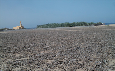 Read more about the article الروائح في الرمس وحليلة بسبب العومة